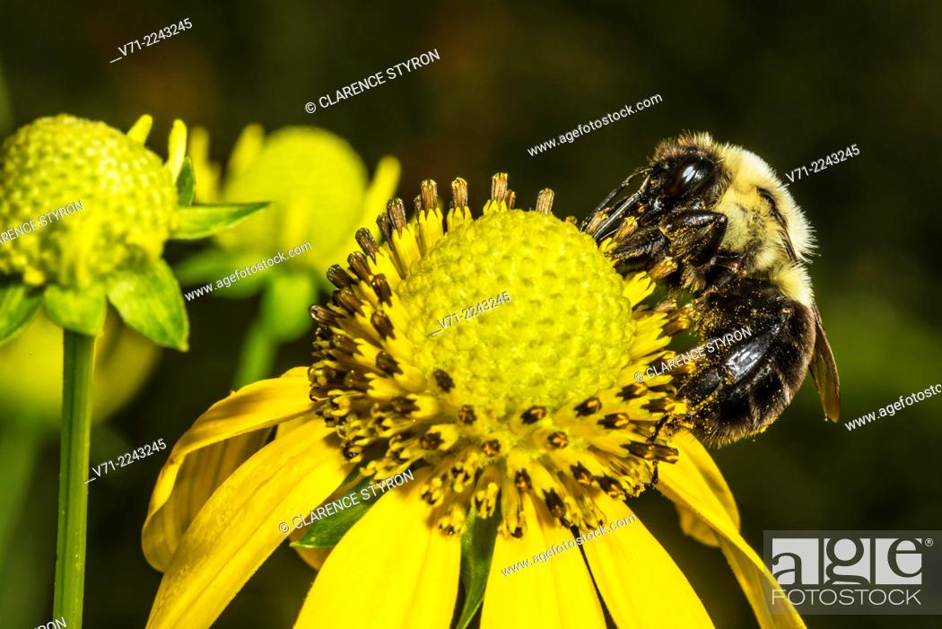 Stock Photo: Digger Bee (Anthophora abrupta) Feeding on Cutleaf Daisy (Engelmannia peristenia) Flower.