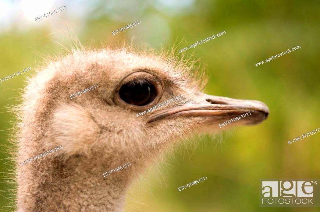 Ostrich face, Stock Photo, Picture And Low Budget Royalty Free Image. Pic.  ESY-010861311 | agefotostock