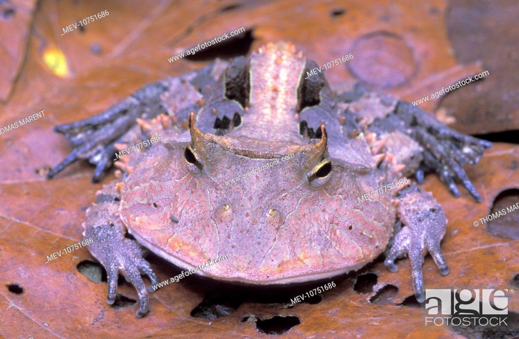 Stock Photo: Surinam Horned Frog (Ceratophrys cornuta).