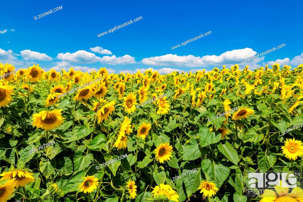 Imagen: Blooming field of sunflowers on blue sky.