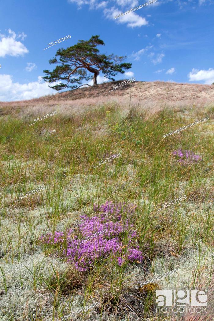 Stock Photo: Dunes with pines and flowering meadow along the river Elbe in the Biosphaerenreservat Elbtalaue, Mecklenburg-Vorpommern, Germany.