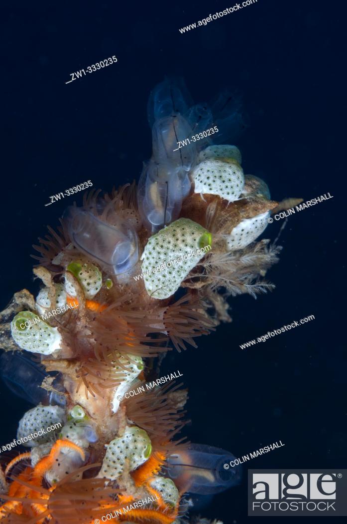 Stock Photo: Sea Squirts (Tunicata subphylum) on coral, Air Bajo dive site, Lembeh Straits, Sulawesi, Indonesia.
