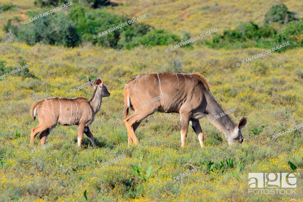 Stock Photo: Greater kudus (Tragelaphus strepsiceros), young following his mother grazing, Addo Elephant National Park, Eastern Cape, South Africa, Africa.