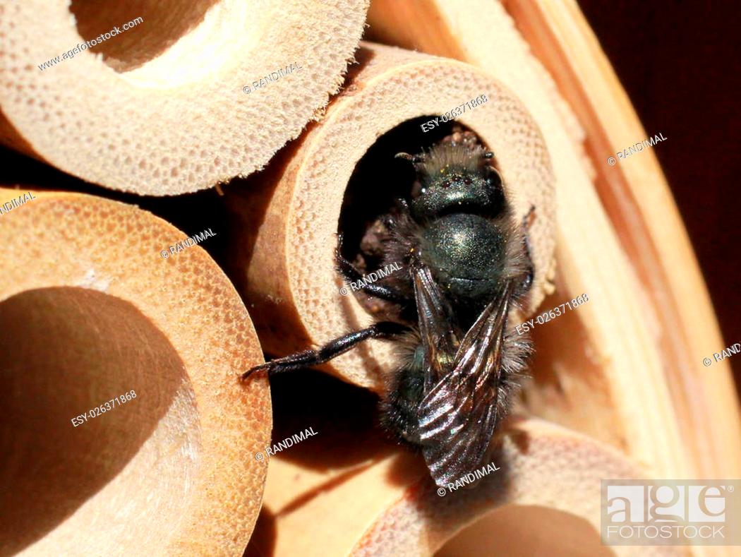 Stock Photo: Mason Bee Finishing a Nest in a Bamboo Tube.