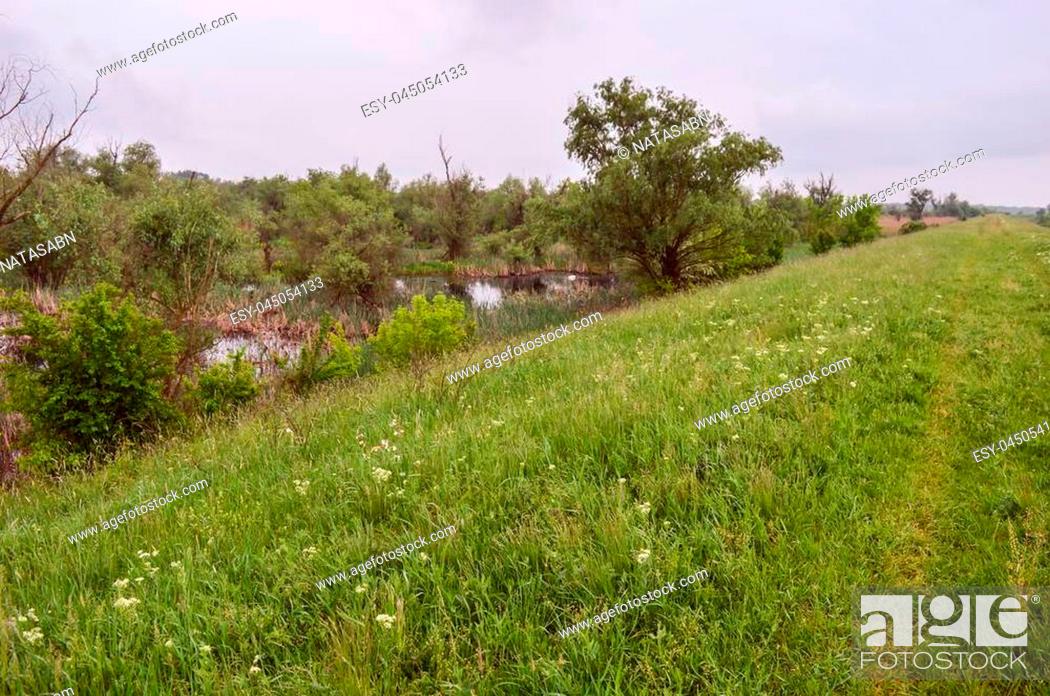 Stock Photo: Causey in Nature Reserve. Green causey beside a pond. Spring Trees.