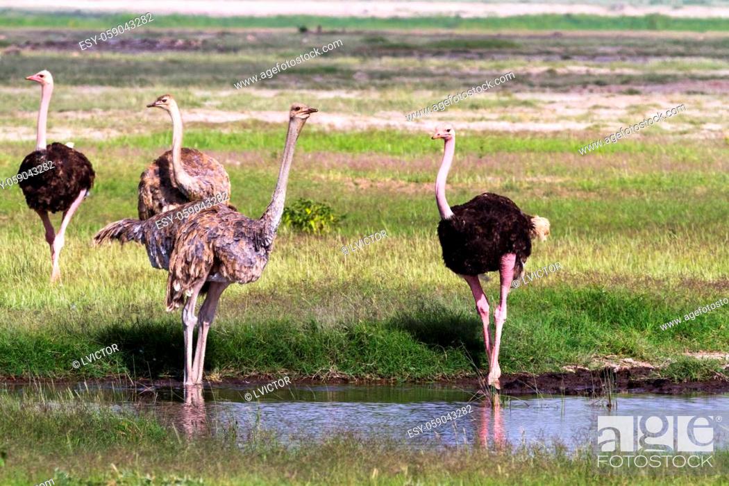 Stock Photo: Group of ostriches on a watering-place. Amboseli, Kenya.