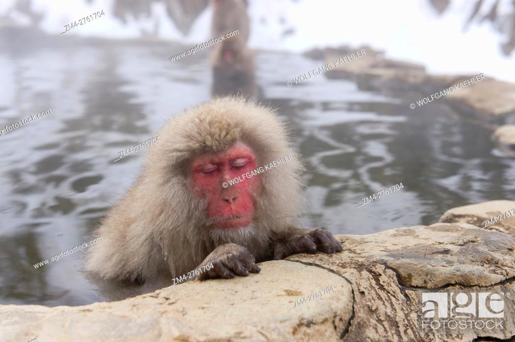 Stock Photo: Portrait of a Snow monkey (Japanese macaques) sitting in the hot springs at Jigokudani on Honshu Island, Japan.