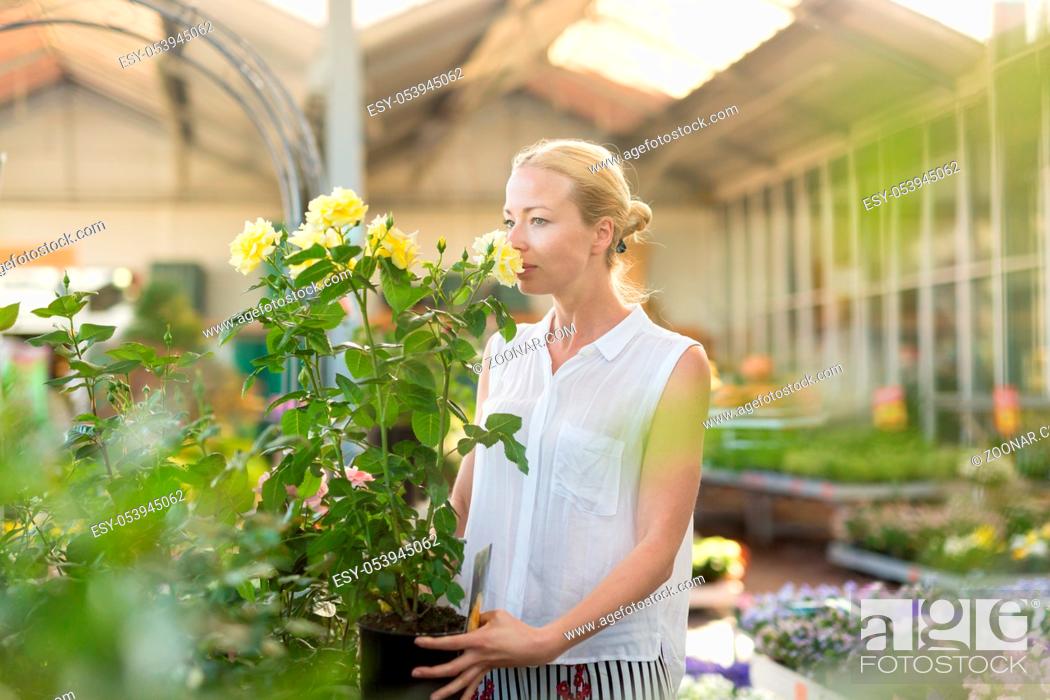 Stock Photo: Beautiful female customer holding and smelling blooming yellow potted roses in retailer's greenhouse.
