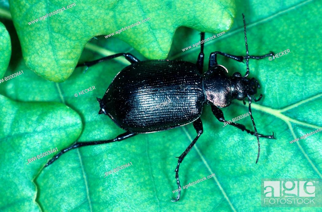 Stock Photo: oakwood ground beetle (Calosoma inquisitor), on a leaf, Germany.