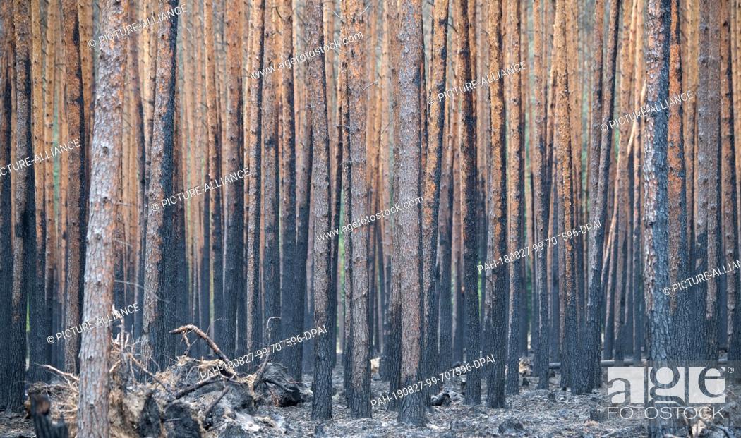 Imagen: 27 August 2018, Treuenbrietzen, Germany: Scorched pine trees stand in a forest near Treuenbrietzen. About 350 firefighters are still on duty to fight forest.