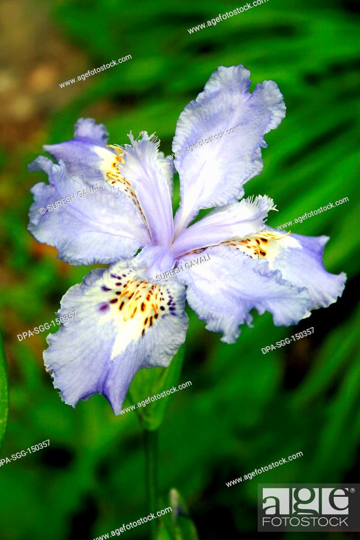 Flowers , Orchids Iris , Iris Japonica, Foto de Stock, Imagen Derechos  Protegidos Pic. DPA-SGG-150357 | agefotostock