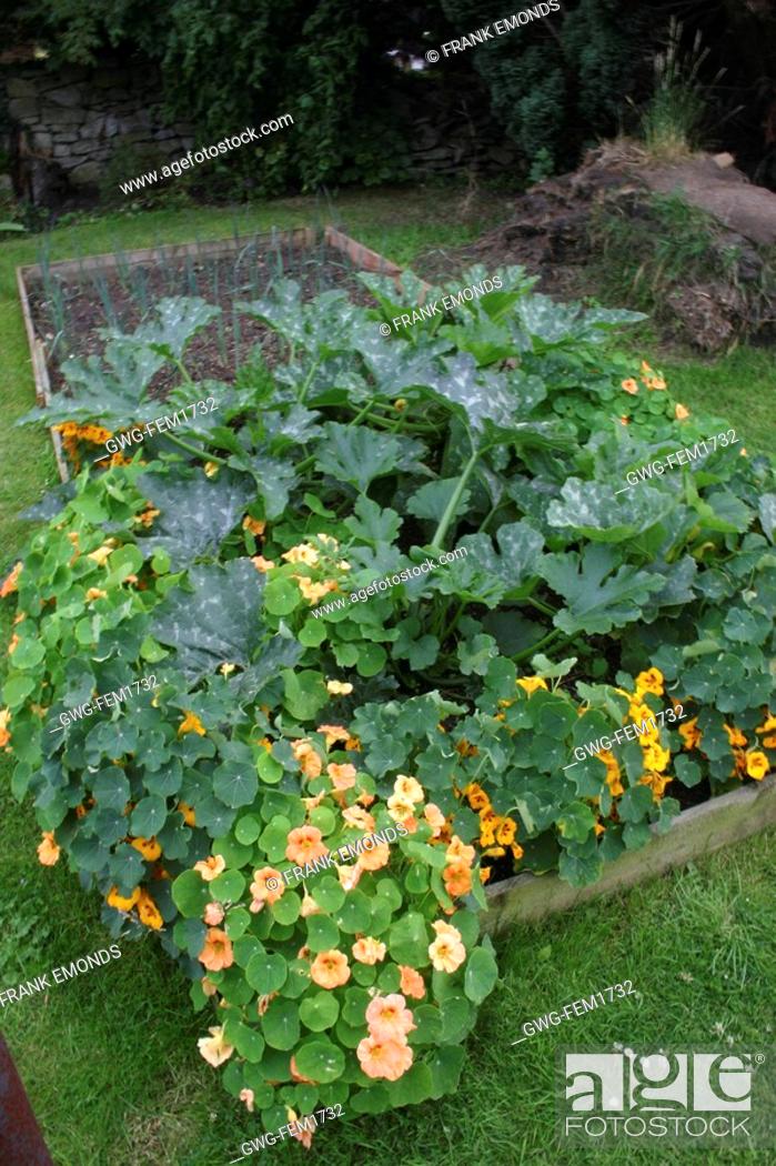 Courgettes And Nasturtiums Growing In A Raised Bed Stock Photo Picture And Rights Managed Image Pic Gwg Fem1732 Agefotostock