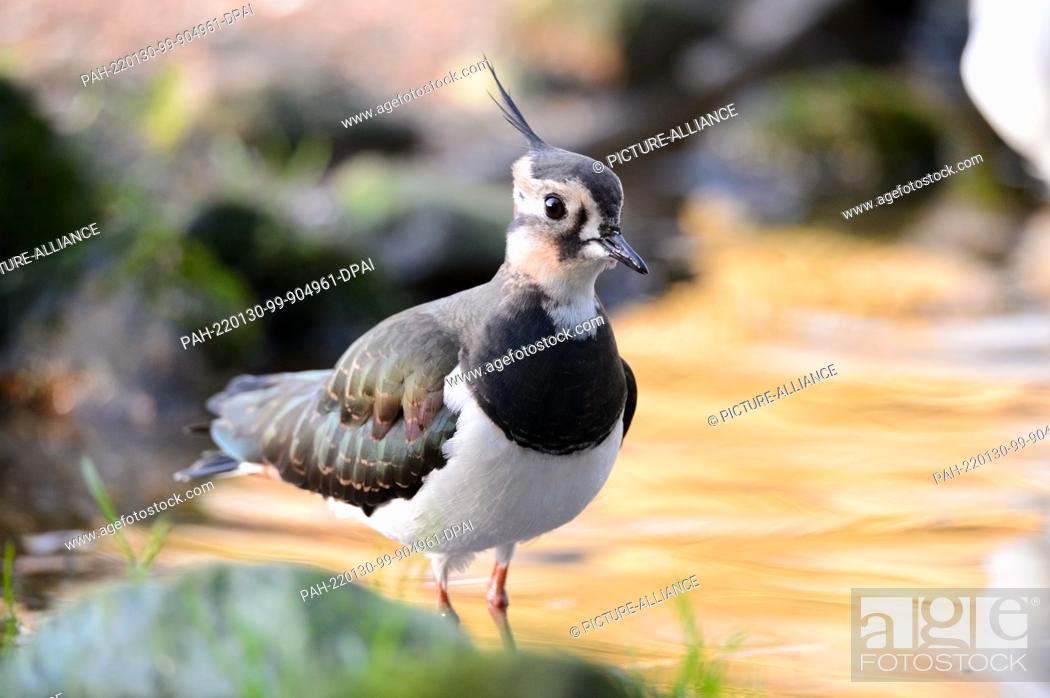 Stock Photo: 28 January 2022, Schleswig-Holstein, Bimöhlen: A lapwing (Vanellus vanellus) stands in a pond in its aviary at Eekholt Wildlife Park.