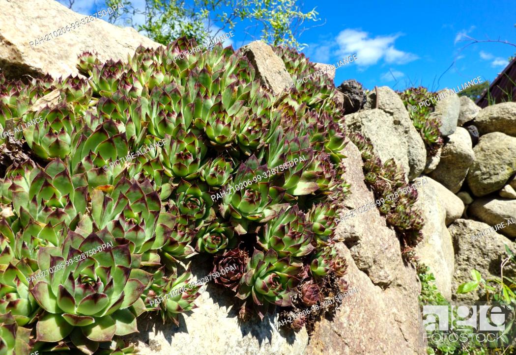 Imagen: 15 May 2020, Saxony, Bad Schandau: Houseleek (Sempervivum) grows between the blocks of a wall made of natural stones. The perennial succulent plant can adapt.