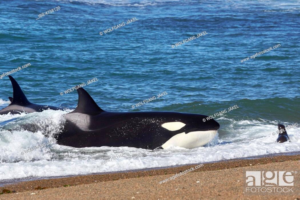 Imagen: Orca (Orcinus orca) intentionally stranding on the beach in the unsuccessful attempt to catch a sea lion pup (Otaria flavescens), Peninsula Valdés, Chubut.