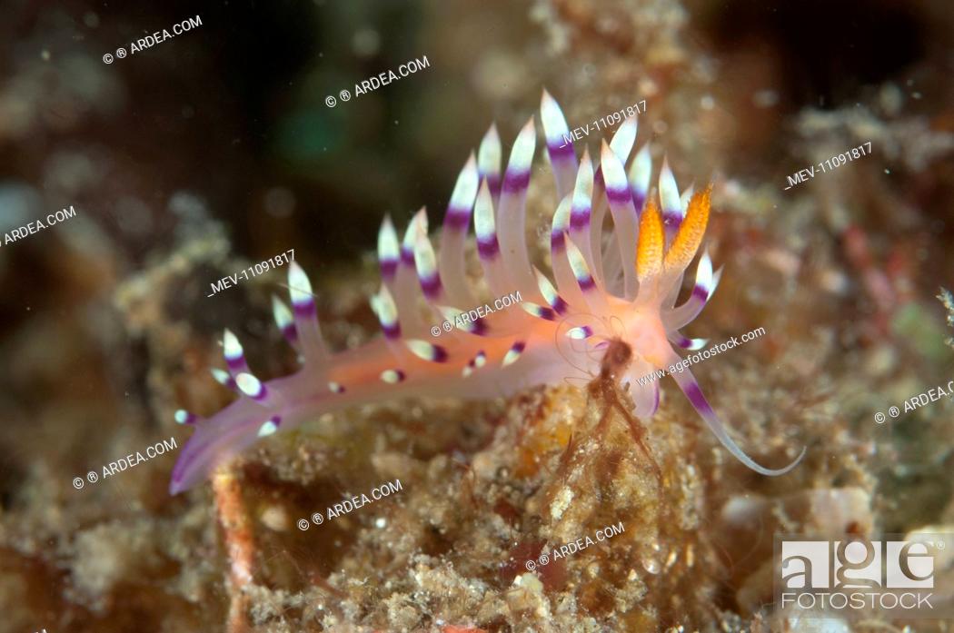 Stock Photo: Much-desired Flabellina Nudibranch.