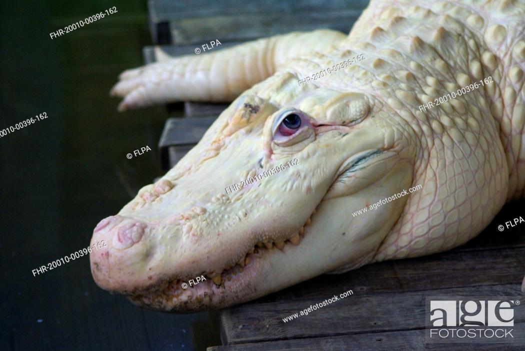 Stock Photo: American Alligator (Alligator mississipiensis) leucistic adult, close-up of head, Florida, U.S.A., June (captive).