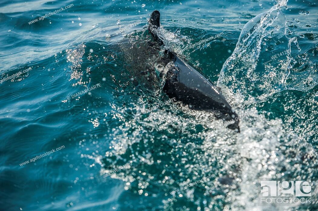 Stock Photo: """"" Dolphin"" (Tursiops truncates), The ancient Greeks believed these dolphins would save people from drowning and protect them from sharks; it is true that.