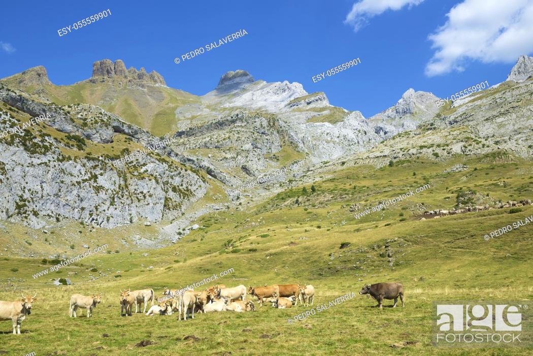 Stock Photo: Herd of cows in the Pyrenees, Canfranc Valley, Huesca province in Spain.