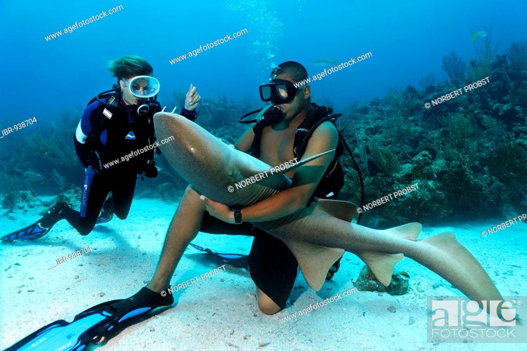 Stock Photo: Scuba diver watching her diving instructor stroking the belly of a Nurse Shark (Ginglymostoma cirratum) in way that causes the shark to fall into a state of.