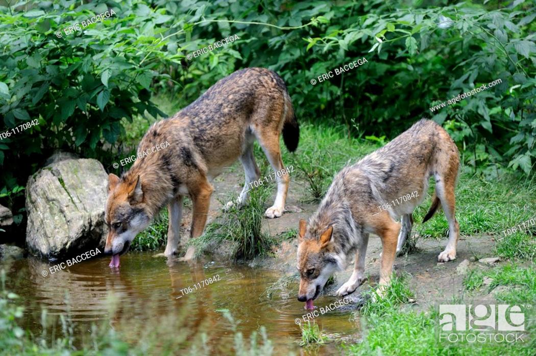 Stock Photo: Two european wolves drinking from a puddle Canis lupus captive, Bayerischerwald National Park, Germany.