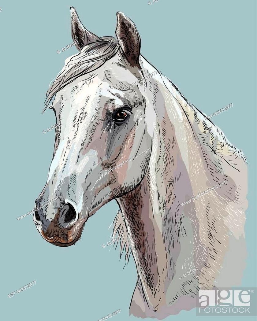 Arabian Horse Stock Illustrations – 4,876 Arabian Horse Stock  Illustrations, Vectors & Clipart - Dreamstime