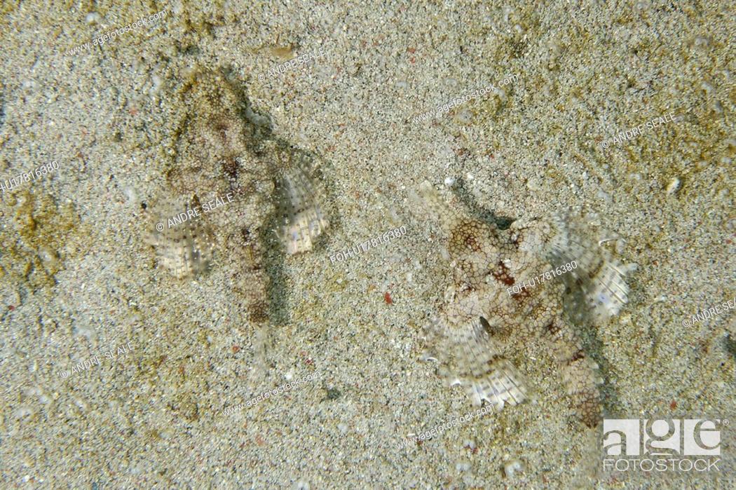 Stock Photo: Pair of Pegasus fish or dragon sea moth, Eurypegasus draconis, on sandy bottom, Puerto Galera, Mindoro, Philippines.