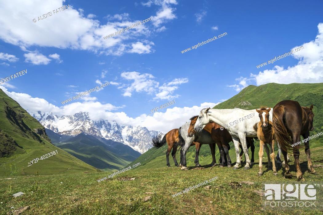 Stock Photo: Horses grazing. In the background is Skhara mount. Svaneti, Georgia.