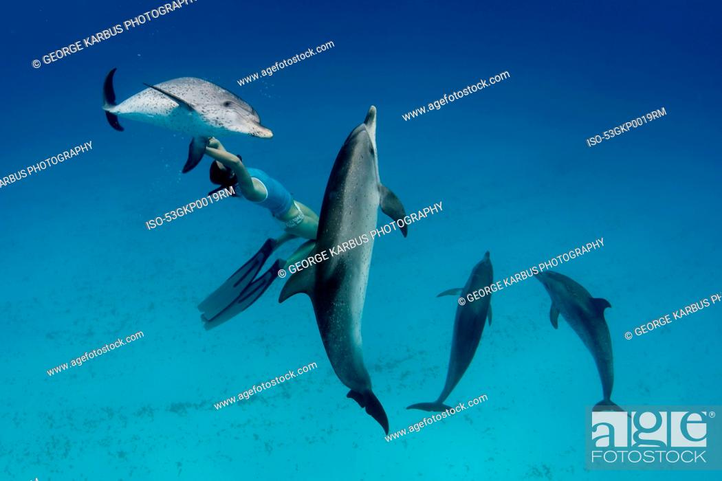 Stock Photo: Snorkeler swimming with dolphins.