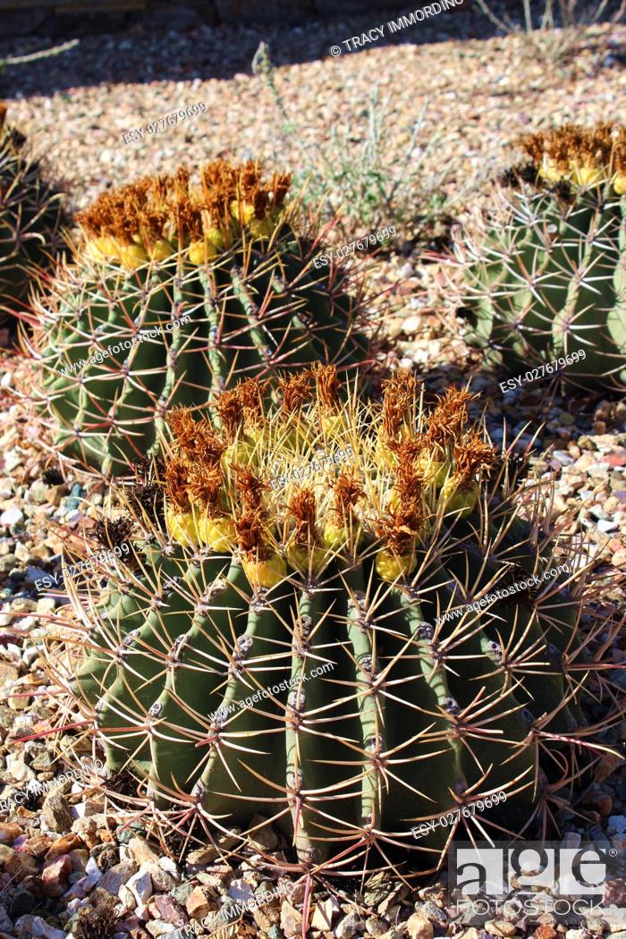 Stock Photo: A group of flowering Emory's Barrel Cacti, Ferocactus emoryi, in a rocky bed, in Arizona, USA.