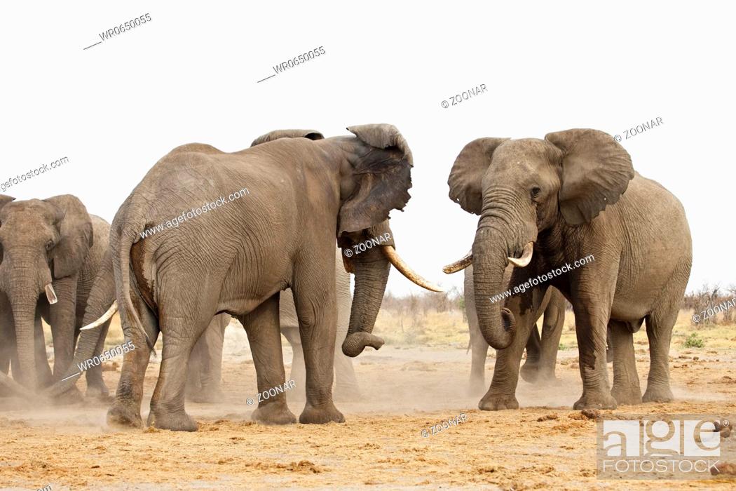 Stock Photo: Afrikanische Elefanten beim Kraeftemessen Loxodonta africana, Savuti, Chobe National Park, Botswana, Afrika, fighting African Elephants, Africa.