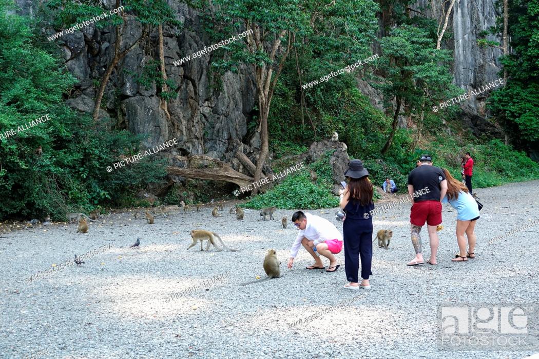 Stock Photo: 04 March 2019, Thailand, Takua Thung: Tourists feed macaque monkeys at Wat Suwan Kuha, also known as Wat Tham (""cave temple"").