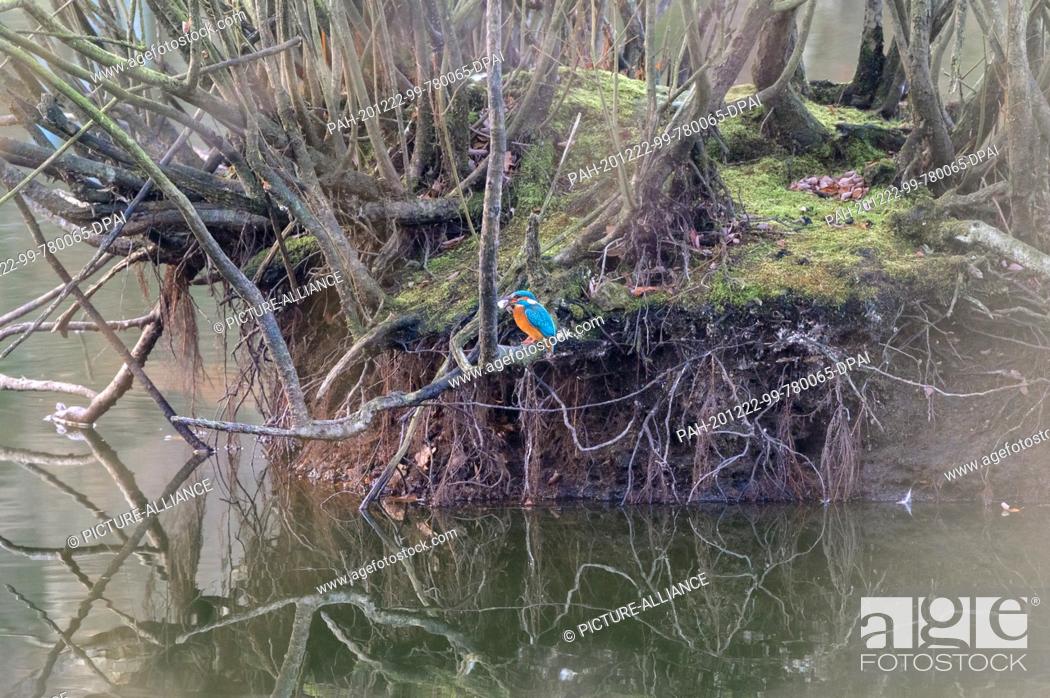 Stock Photo: 21 December 2020, Hamburg: A kingfisher (Alcedo atthis) sits on a branch at a lake and has a just caught fish in its beak. Photo: Jonas Walzberg/dpa.