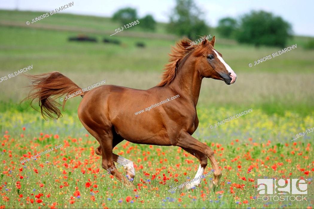 Stock Photo: Arabian horse - galloping on meadow.
