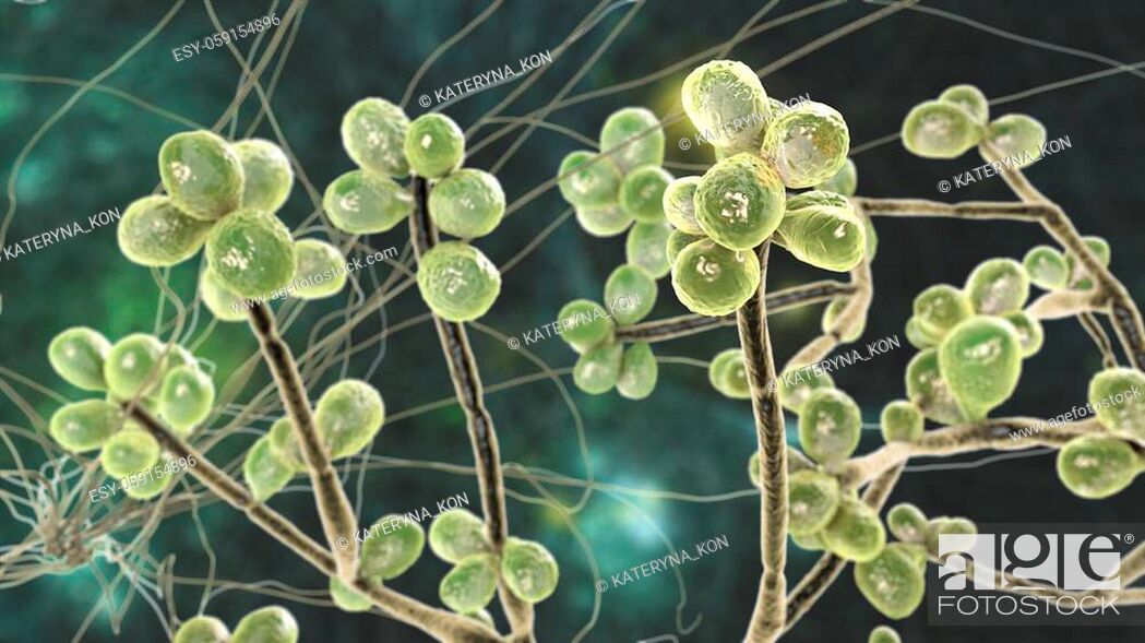 Stock Photo: Fungus Sporothrix schenckii, the causative agent of sporotrichosis, especially common in florists and gardeners. 3D illustration showing fungal hyphae and.