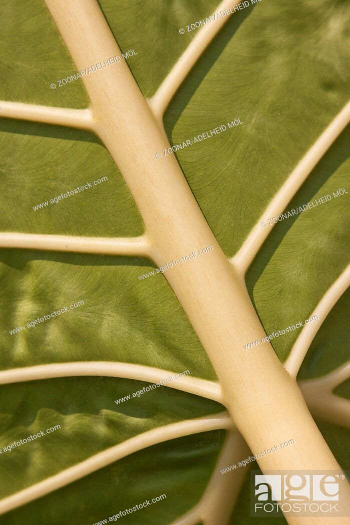 Stock Photo: Leaf-vein.