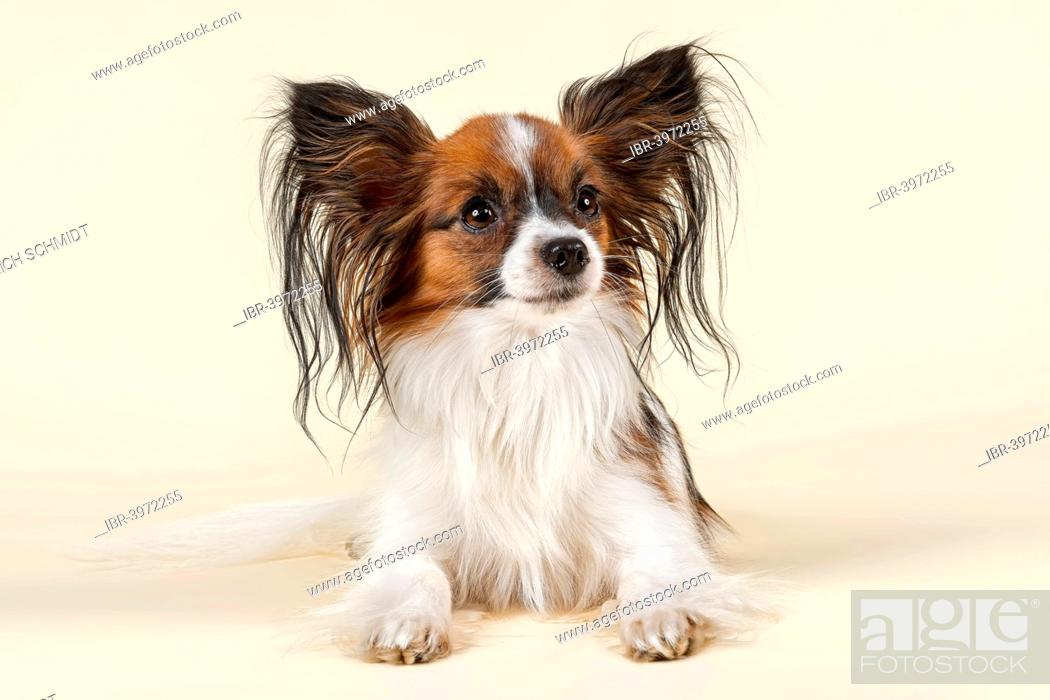 Papillon dog, 18 months, color White Sable, Stock Photo, Picture And Rights  Managed Image. Pic. IBR-3972255 | agefotostock