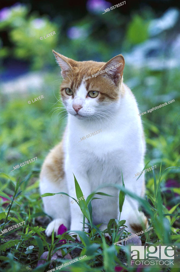 Meadow, cat, red-white Garden, animals, mammals, pet, house cat, free-living,  sitting, observing, Stock Photo, Picture And Rights Managed Image. Pic.  MB-03785577 | agefotostock