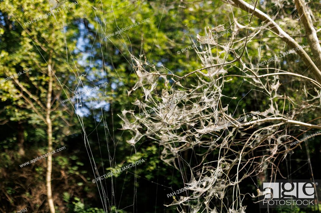 Stock Photo: PRODUCTION - 01 June 2023, Bavaria, Nuremberg: Spider moths have covered a tree with a web. The caterpillars of some species of gossamer moths are responsible.