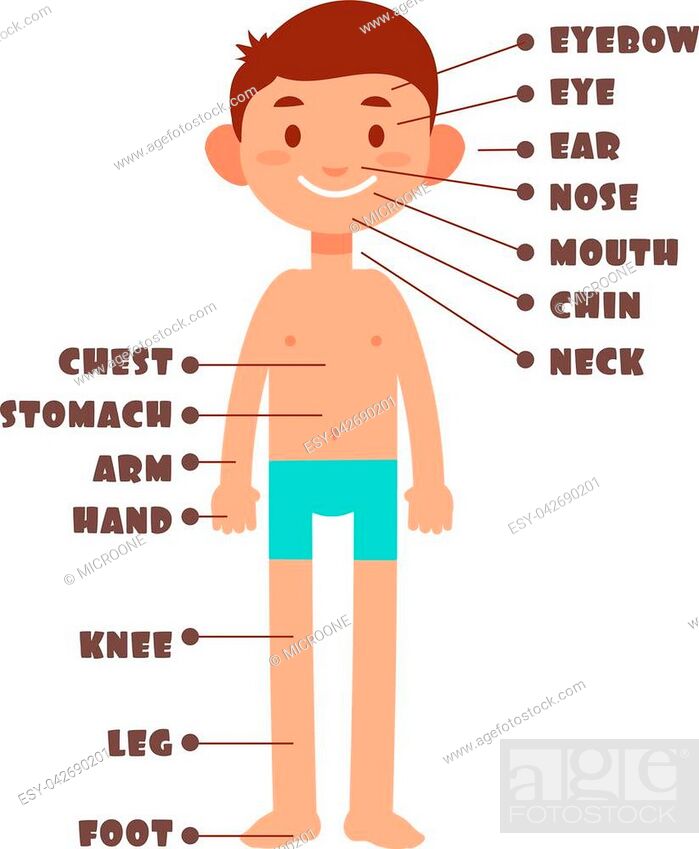 Cartoon boy. Kids body parts with english vocabulary vector set, Stock  Vector, Vector And Low Budget Royalty Free Image. Pic. ESY-042690201 |  agefotostock