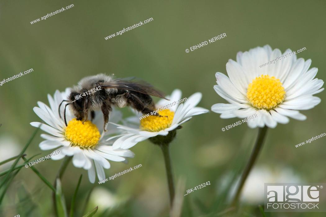 Stock Photo: Ashy mining bee (Andrena cineraria), Emsland, Lower Saxony, Germany.