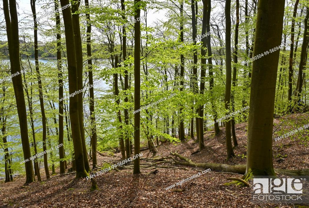 Stock Photo: 01 May 2023, Mecklenburg-Western Pomerania, Carwitz: Spring in the book forest ""Hullerbusch"" with a view to the lake Zansen in the nature park ""Feldberger.