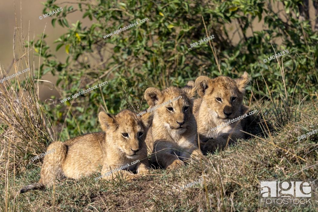 Stock Photo: Africa, East Africa, Kenya, Masai Mara National Reserve, National Park, Baby lions (Panthera leo), in the savannah, curiously observe the surroundings.