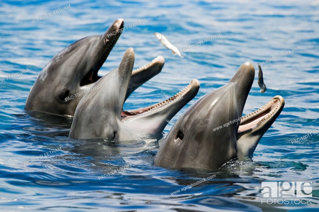 Stock Photo: Hawaii, Oahu, Sea Life Park, Three Bottlenose Dolphins catching their meal.