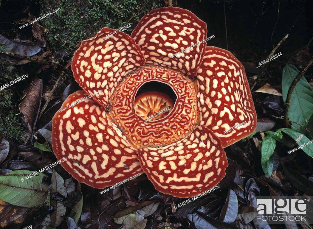 Rafflesia In Borneo Malaysia The Flower Rafflesia Arnoldii Is The Largest In The World And Can Stock Photo Picture And Rights Managed Image Pic A68 3708344 Agefotostock