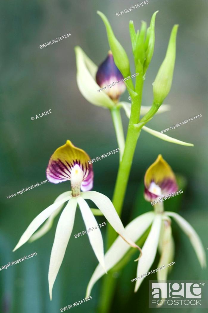 Stock Photo: Trichophilia Trichophilia fragrans, orchid.