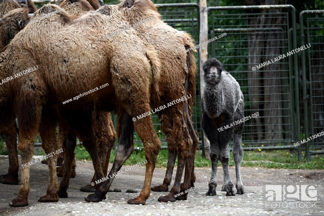 Imagen: Spring in the name of births at the Zoological Garden 'Bioparco' of Rome. Bactrian camel puppy is called Priscilla and is in excellent health and her mother.