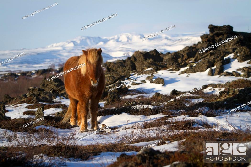 Imagen: ICELANDIC HORSE, REGION OF LAKE MYVATN, NORTHERN ICELAND, EUROPE.