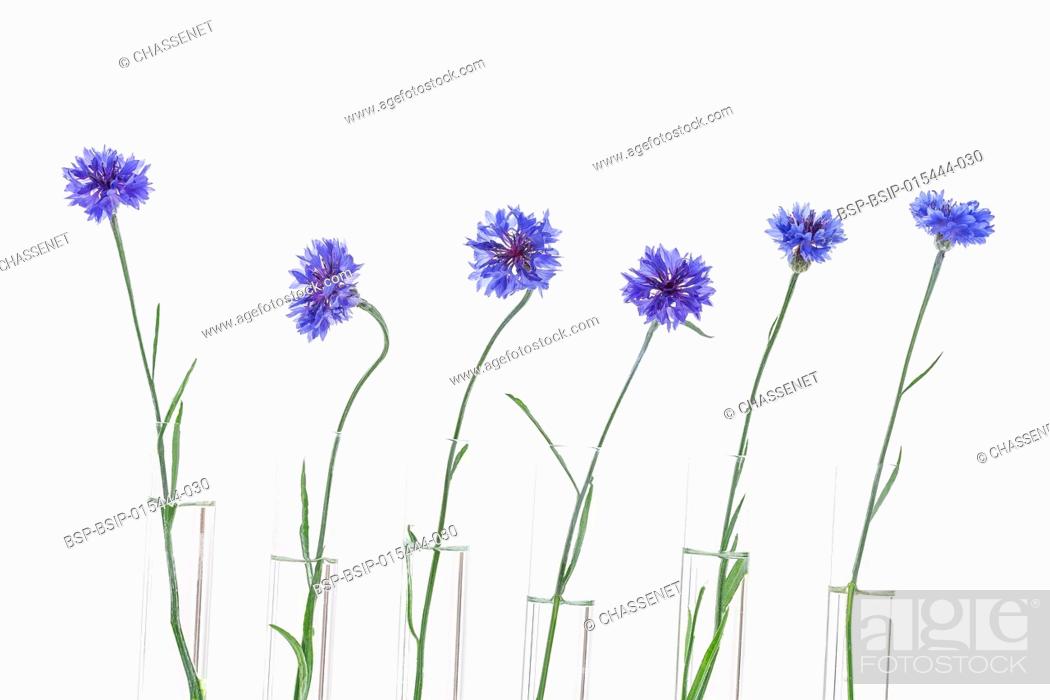 Photo de stock: Beautiful blue cornflower in test tubes isolated on white background.