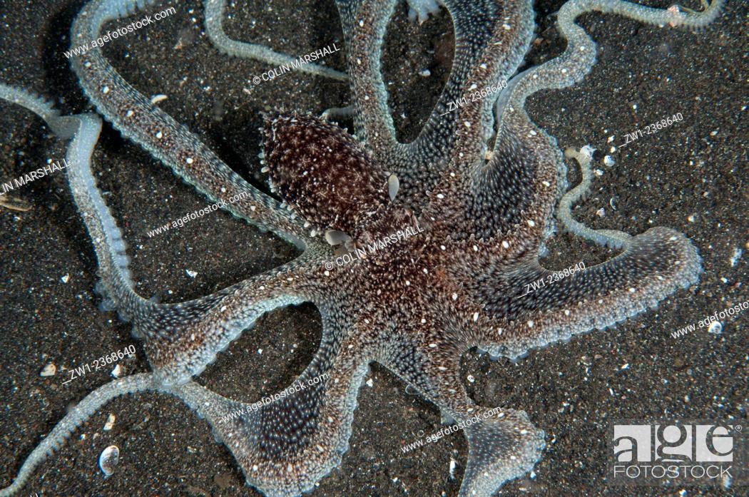 Stock Photo: White-V Octopus (Abdopus sp.) hunting on black sand, Air Bajo dive site, Lembeh Straits, Sulawesi, Indonesia.